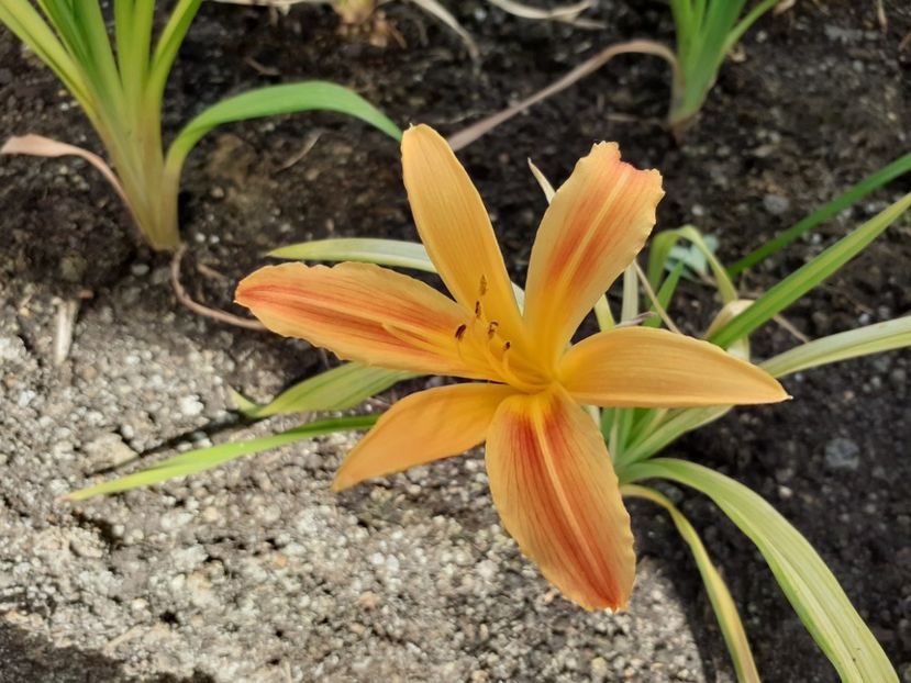  - Hemerocallis - hibrizii mei