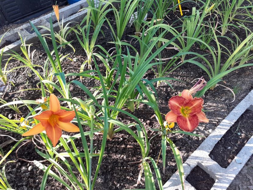  - Hemerocallis - hibrizii mei