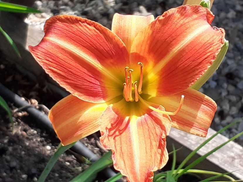  - Hemerocallis - hibrizii mei
