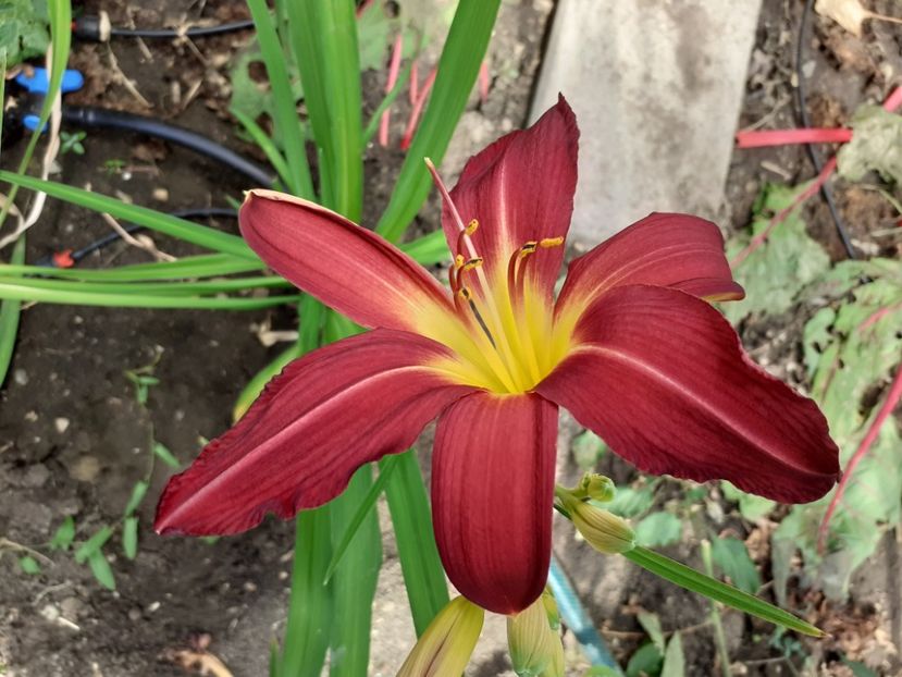  - Hemerocallis - hibrizii mei