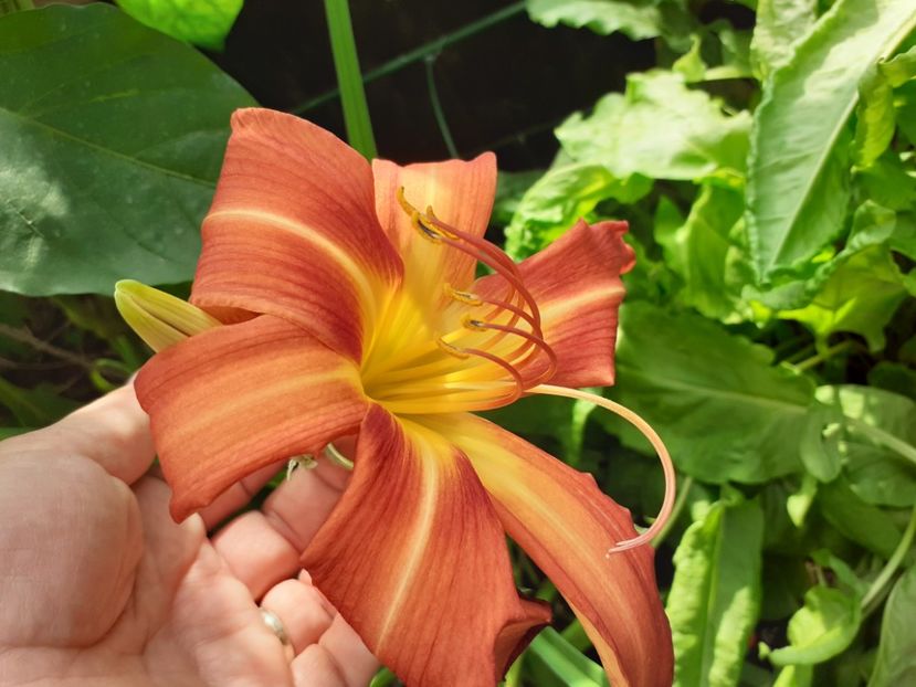  - Hemerocallis - hibrizii mei