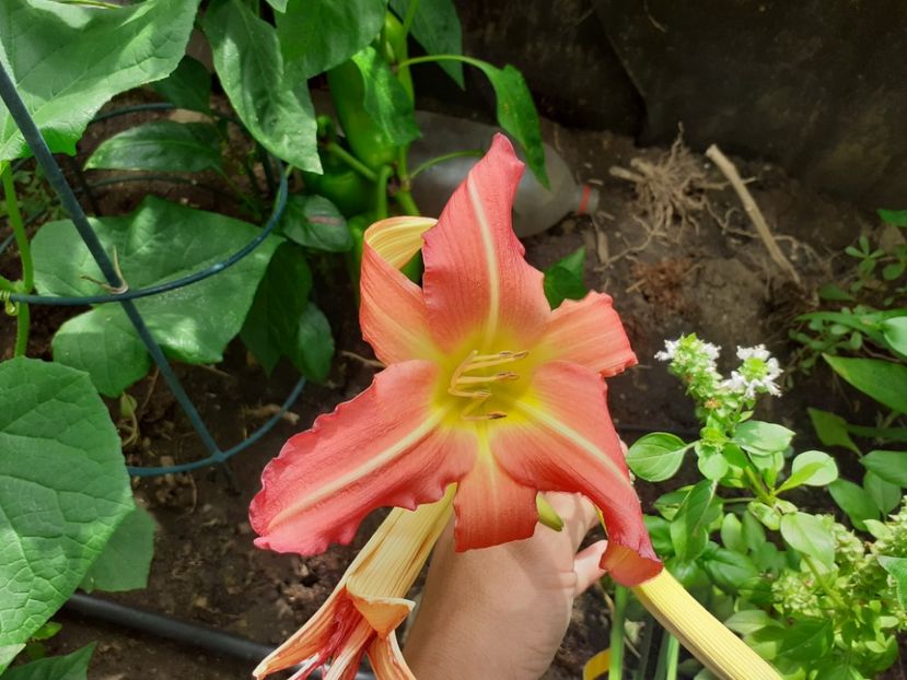  - Hemerocallis - hibrizii mei
