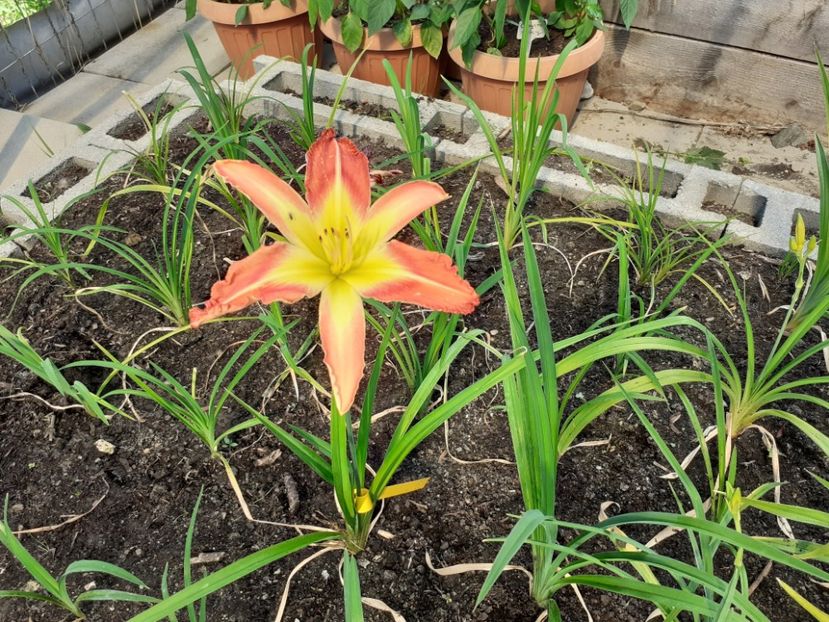 - Hemerocallis - hibrizii mei