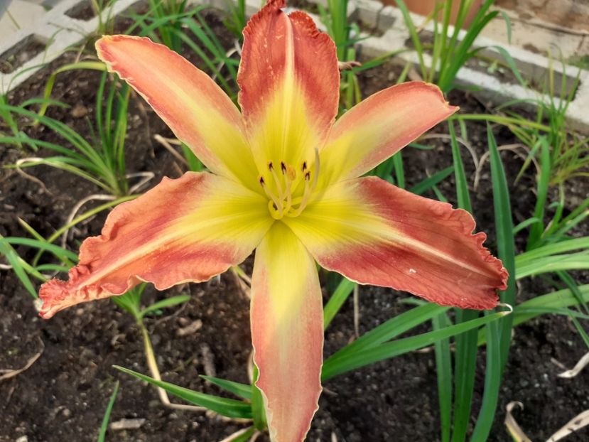  - Hemerocallis - hibrizii mei