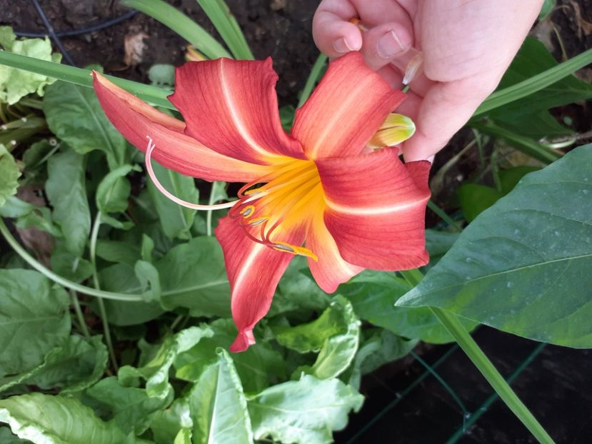  - Hemerocallis - hibrizii mei