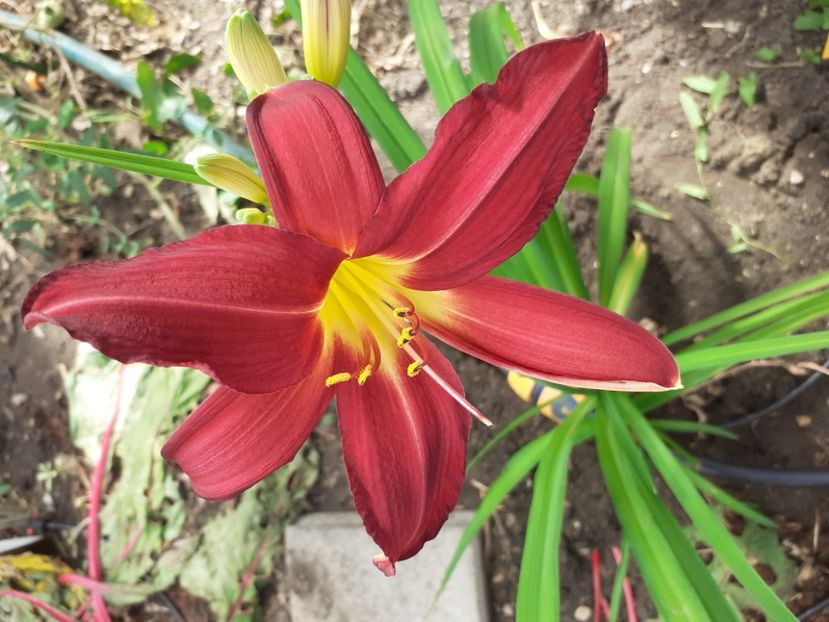  - Hemerocallis - hibrizii mei