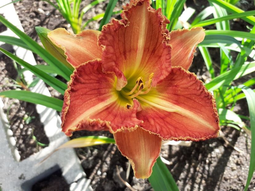  - Hemerocallis - hibrizii mei