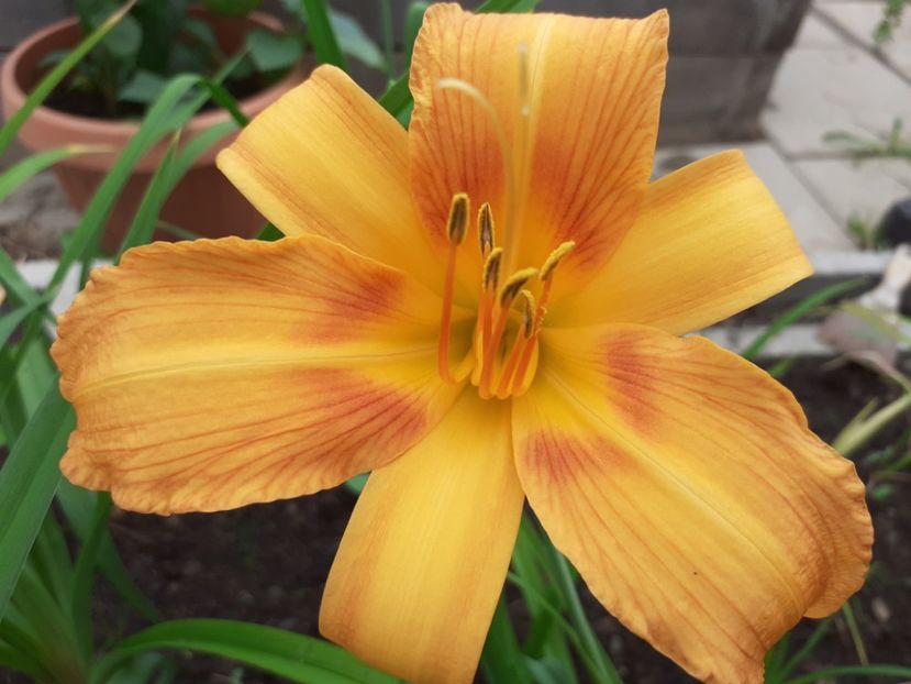  - Hemerocallis - hibrizii mei