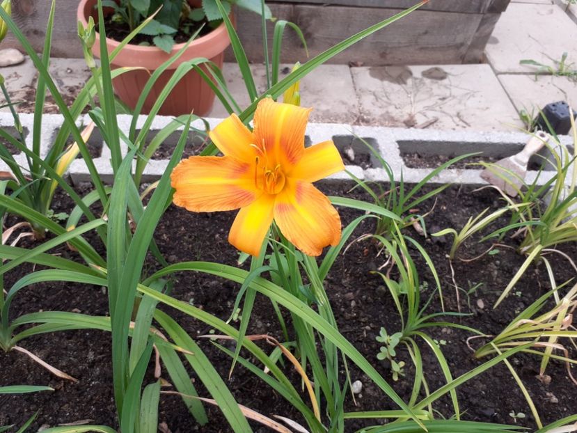  - Hemerocallis - hibrizii mei