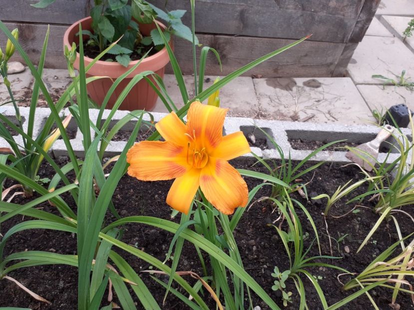  - Hemerocallis - hibrizii mei