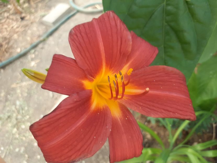  - Hemerocallis - hibrizii mei