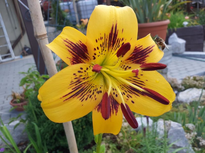 Yellow Bruse - Crini