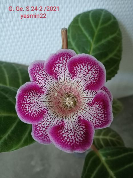 11.07.2022 - Gloxinia 2022