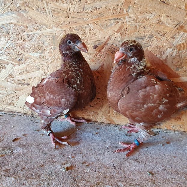 Frați de cuib - Pui 2022