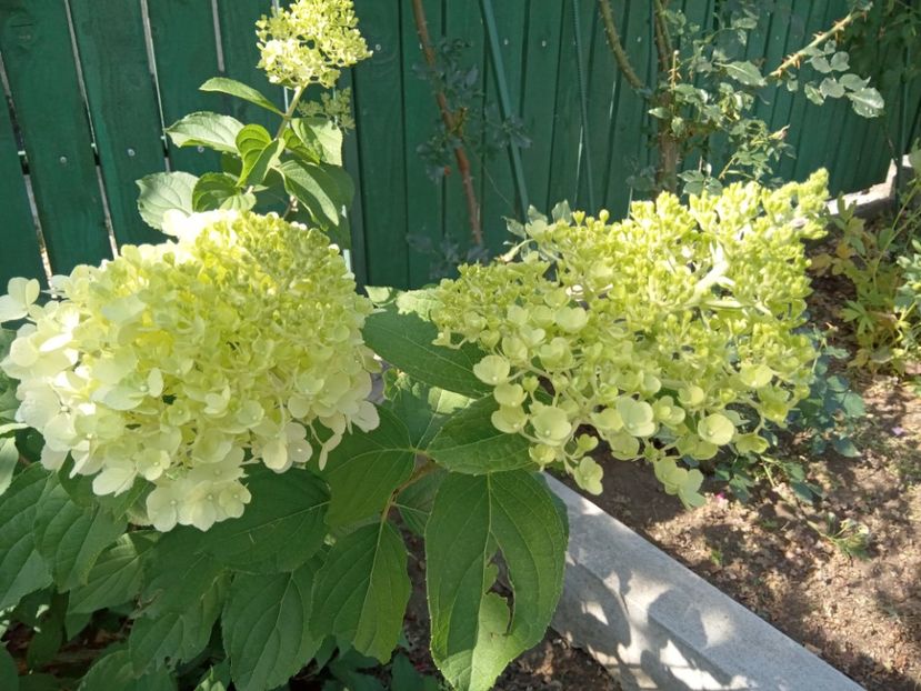  - 02 Azalee-rhododendroni-heleborusi-hortensii-hoste 2022