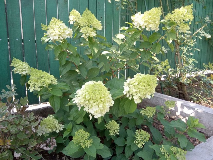 - 02 Azalee-rhododendroni-heleborusi-hortensii-hoste 2022