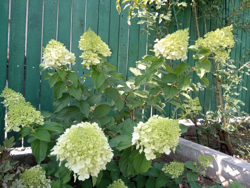  - 02 Azalee-rhododendroni-heleborusi-hortensii-hoste 2022
