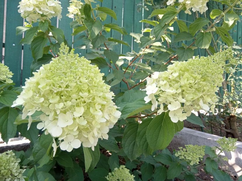  - 02 Azalee-rhododendroni-heleborusi-hortensii-hoste 2022