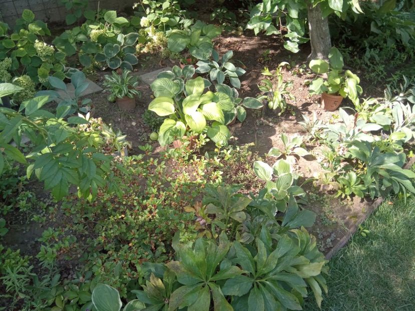  - 02 Azalee-rhododendroni-heleborusi-hortensii-hoste 2022