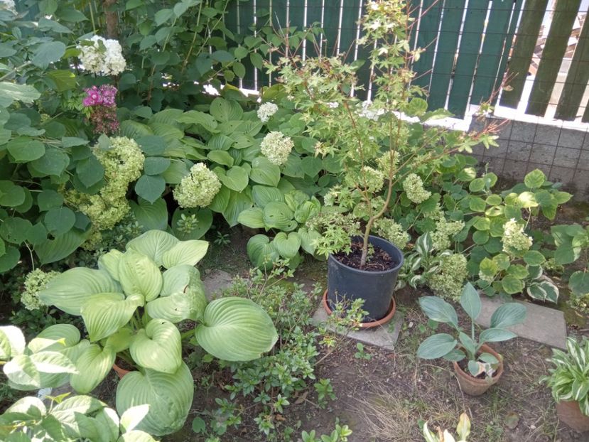  - 02 Azalee-rhododendroni-heleborusi-hortensii-hoste 2022