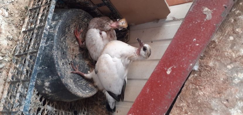  - PORUMBEI VANDUTI 2