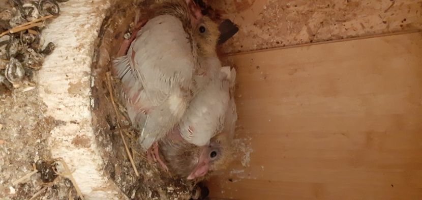  - PORUMBEI VANDUTI 2