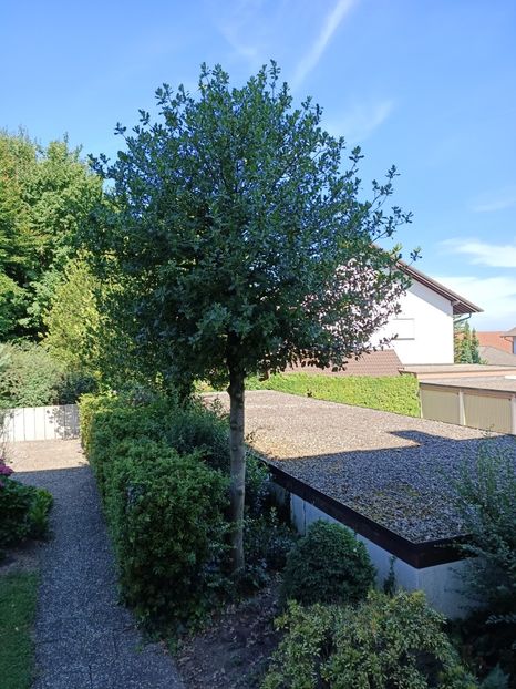 Img.2022.07.11-Ilex - Pentru prieteni și de la prieteni