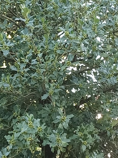 Img.2022.07.11-Ilex - Pentru prieteni și de la prieteni