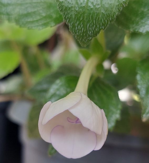 2022 - Double Picotte Rose