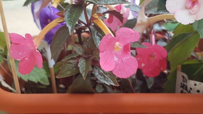 Cea mai rosie... - Tarantella p