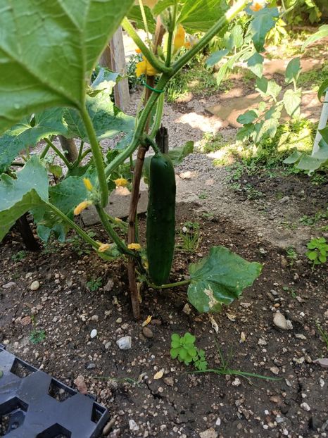 Img.2022.07.11 - A doua grădină