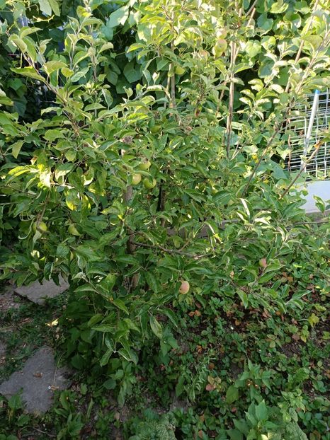 Img. 2022.07.11 - A doua grădină