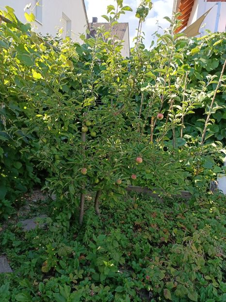 Img. 2022.07.11 - A doua grădină