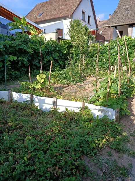 Img. 2022.07.11 - A doua grădină