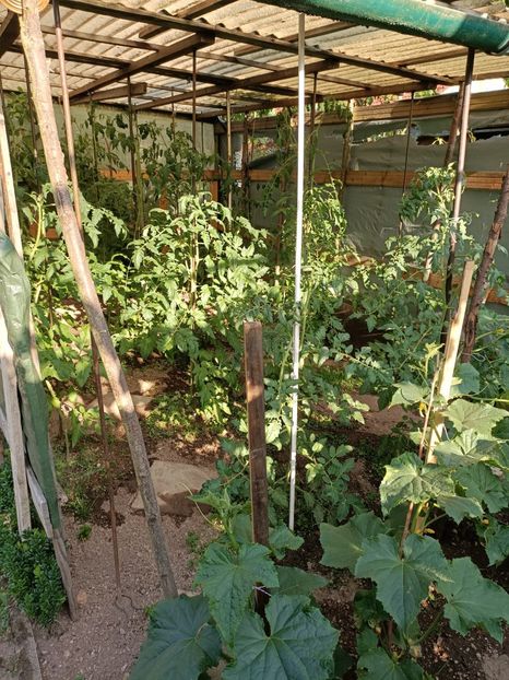 Img. 2022.07.11 - A doua grădină