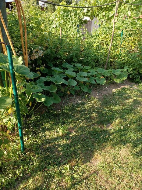 Img. 2022.07.11 - A doua grădină