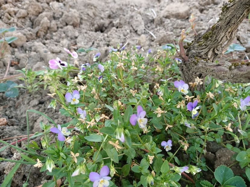 Img. 2022.07.11 - A doua grădină