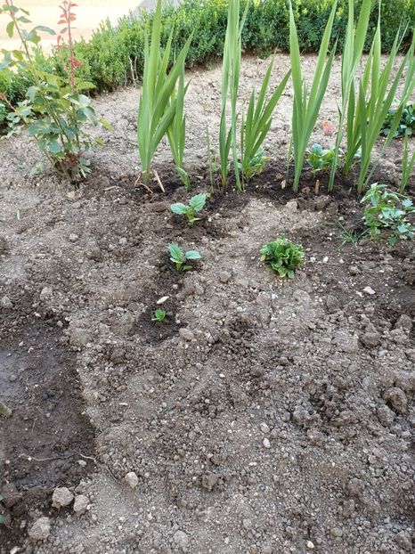 Img. 2022.07. 11 - A doua grădină