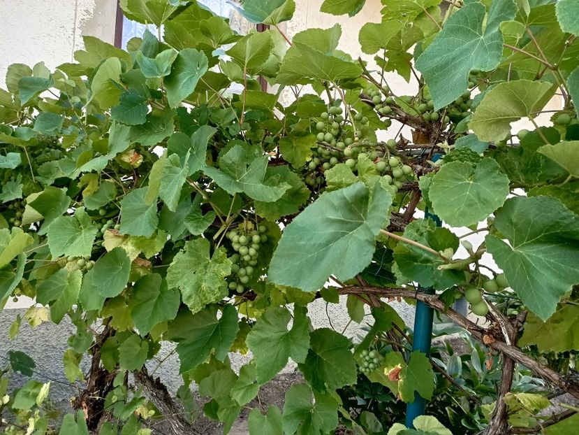 Img.2022.07.11 - A doua grădină