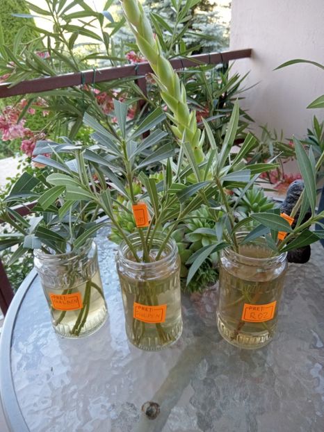 Leandri puși la înrădăcinat - 02 Leandri 2022