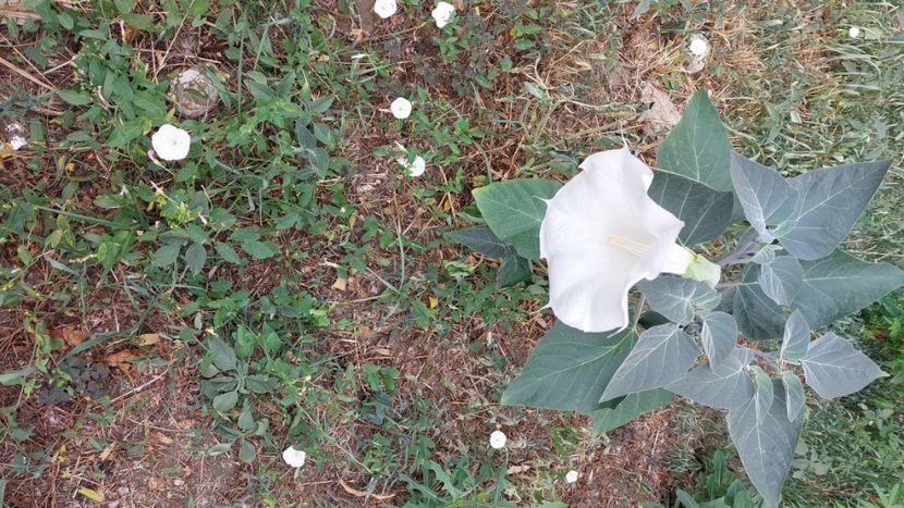  - Hibiscusi mai 2022