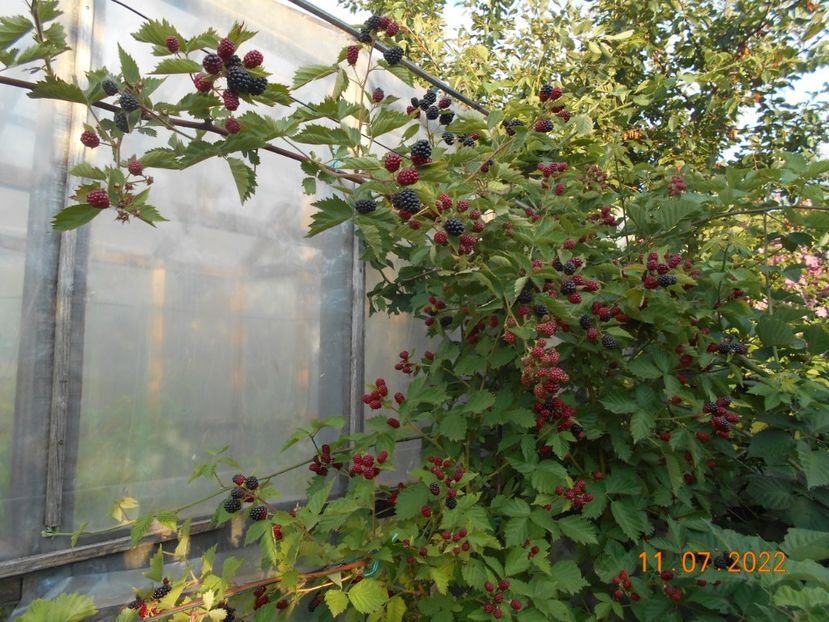  - 02 Gradina de legume 2022