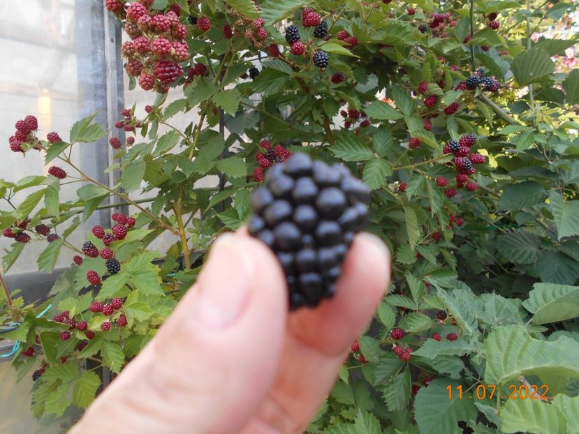  - 02 Gradina de legume 2022