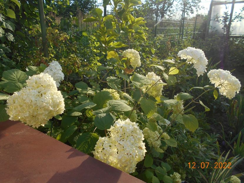  - 02 Azalee-rhododendroni-heleborusi-hortensii-hoste 2022