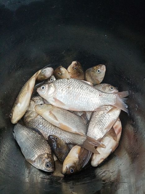  - PESCUIT IULIE 2022