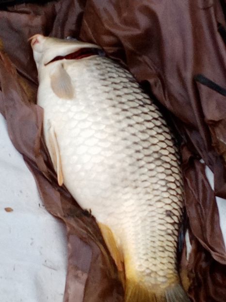  - PESCUIT IULIE 2022