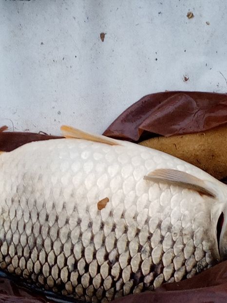  - PESCUIT IULIE 2022