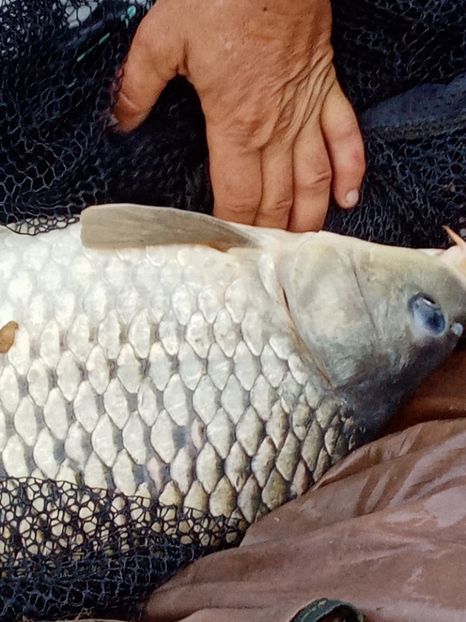  - PESCUIT IULIE 2022