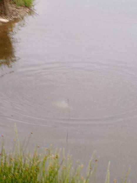  - PESCUIT IULIE 2022