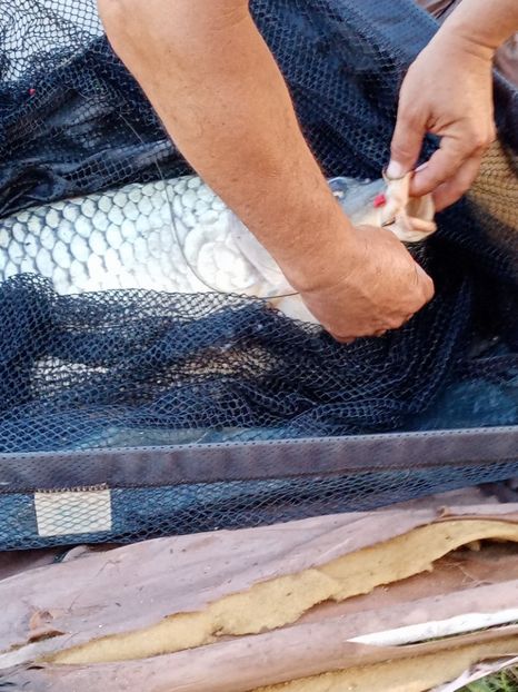  - PESCUIT IULIE 2022